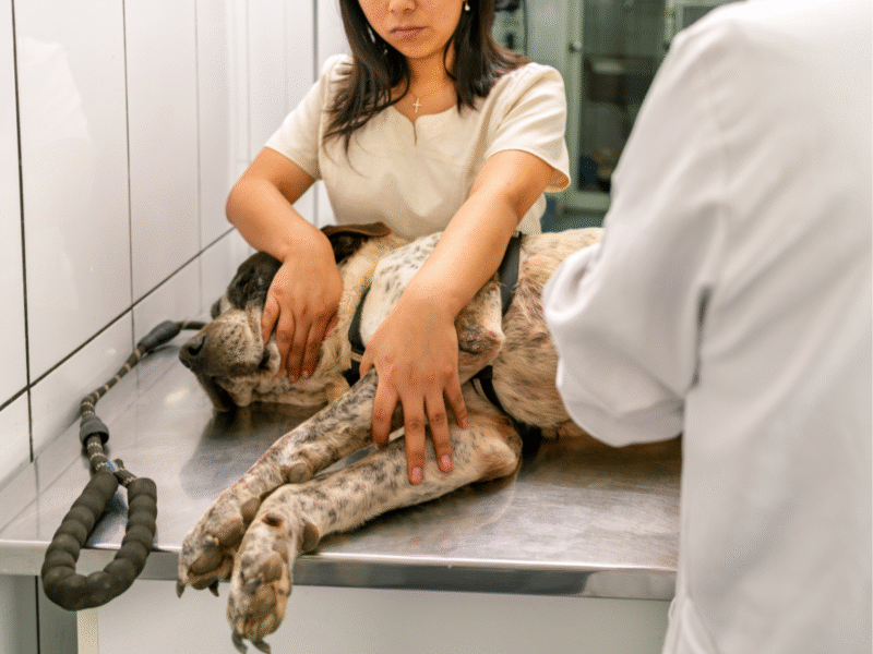 Veterinario el Cachorro